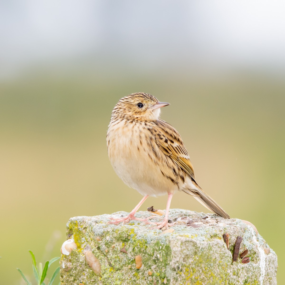 Hellmayr's Pipit - ML637325280