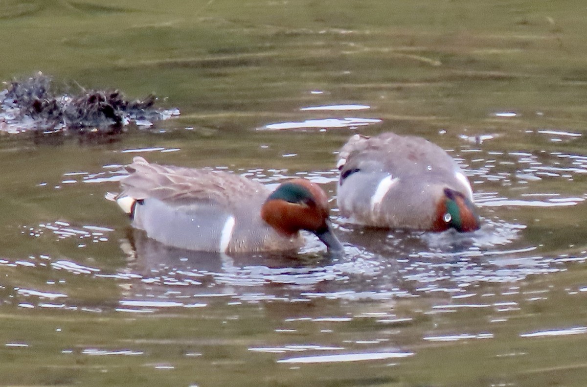 Green-winged Teal - ML637325303