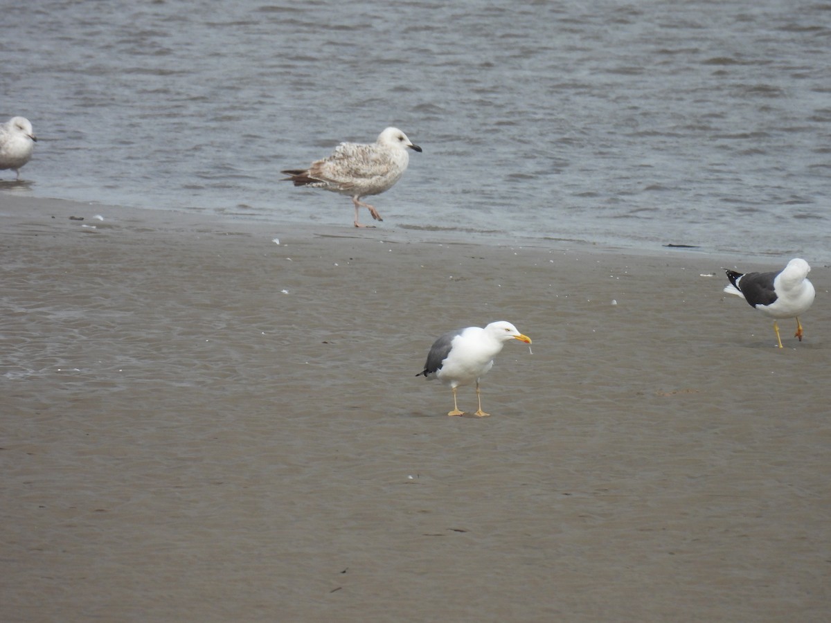 Yellow-legged Gull - ML637325321