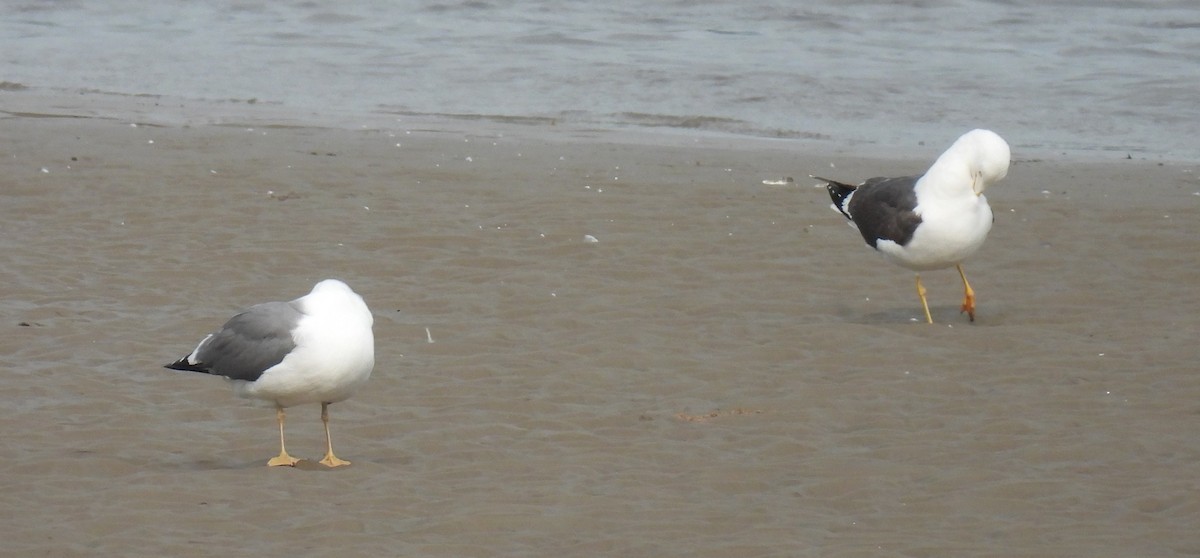 Yellow-legged Gull - ML637325322