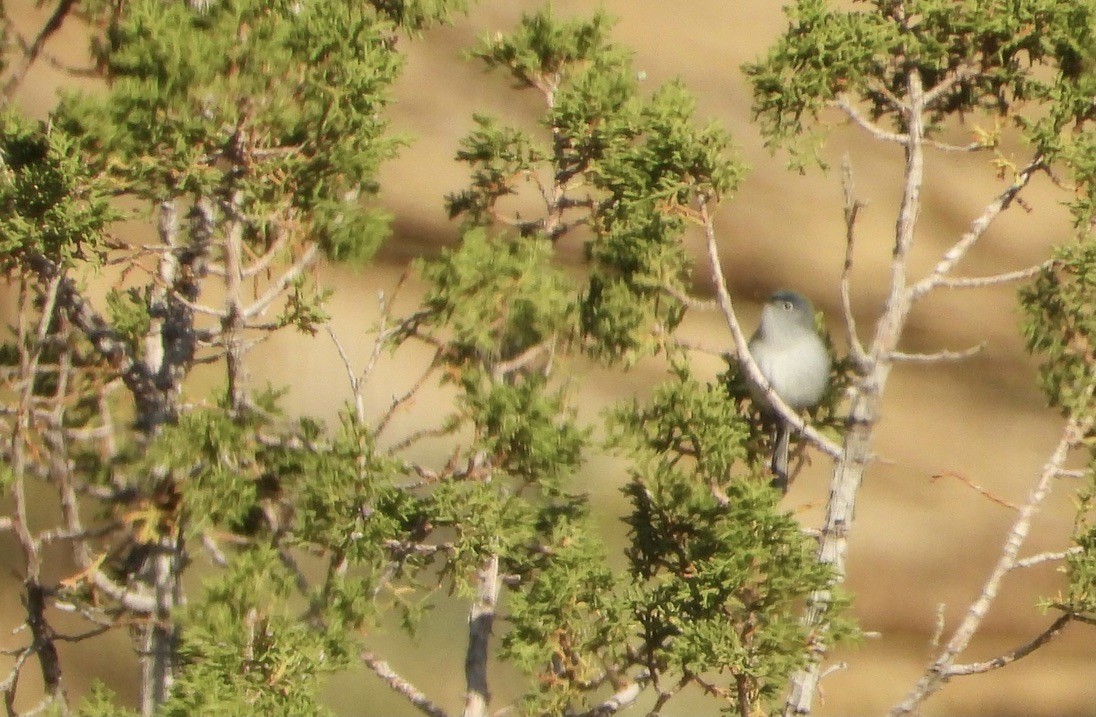 Blue-gray Gnatcatcher (Western) - ML637325324
