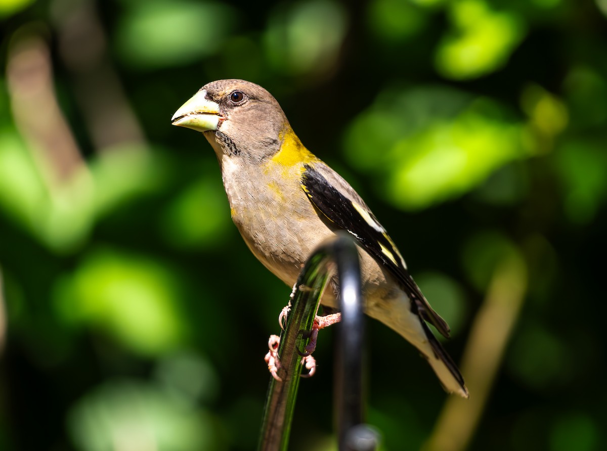 Evening Grosbeak - ML637325438