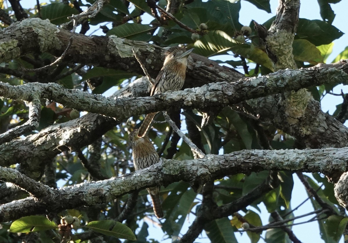 Western Striolated-Puffbird - ML637325474