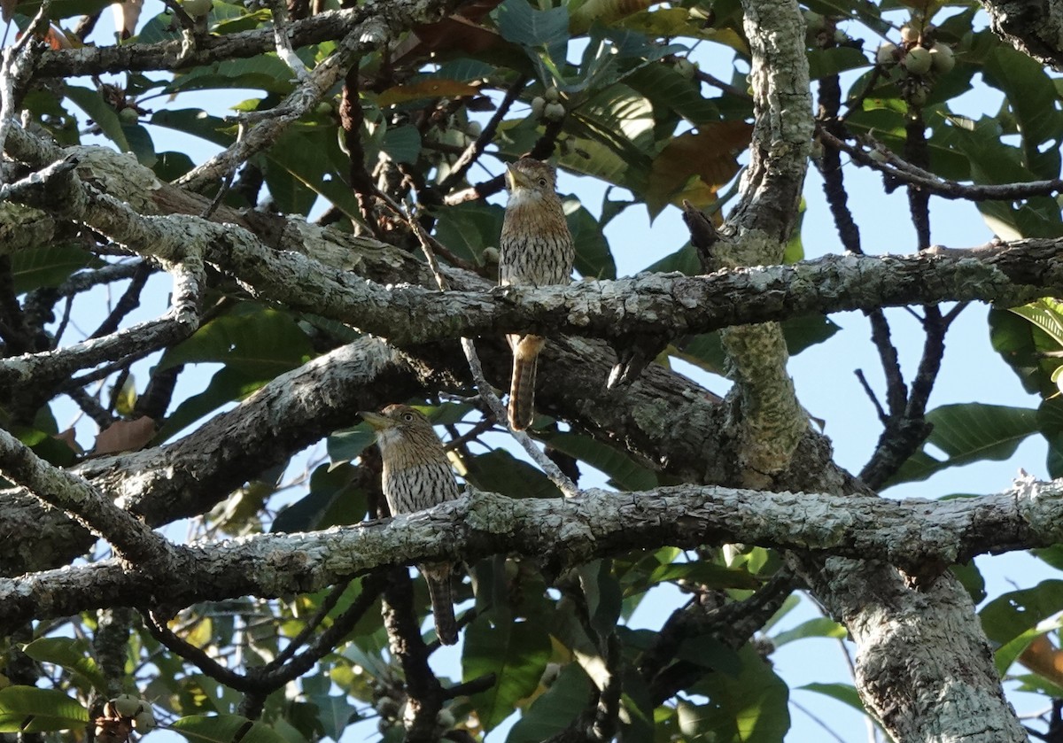 Western Striolated-Puffbird - ML637325476