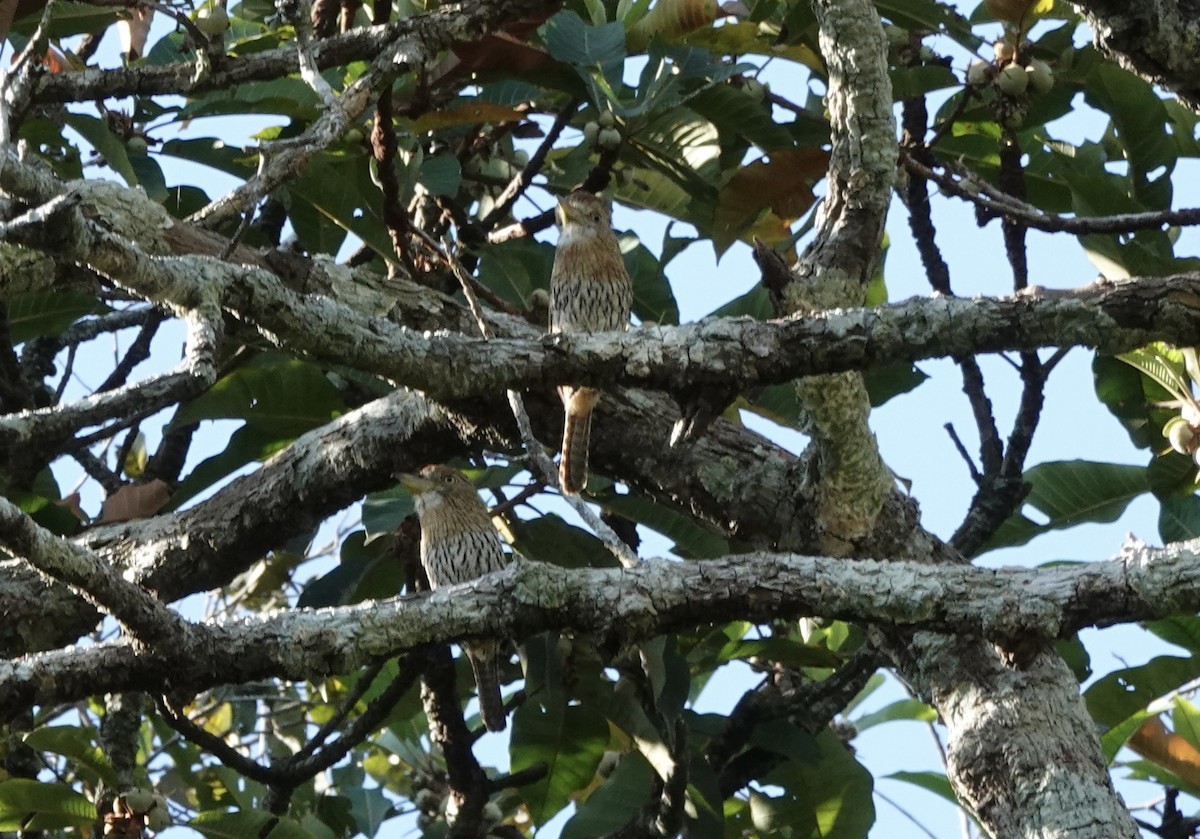 Western Striolated-Puffbird - ML637325477
