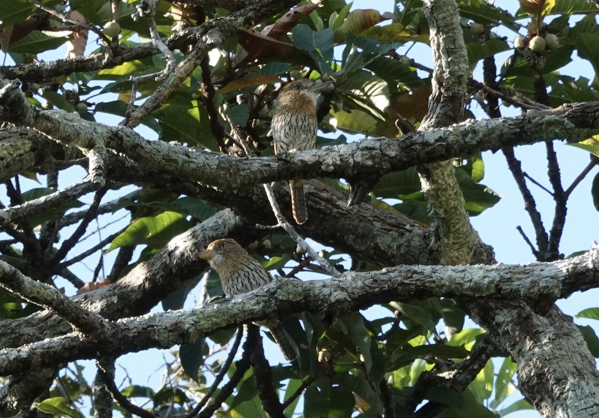 Western Striolated-Puffbird - ML637325478