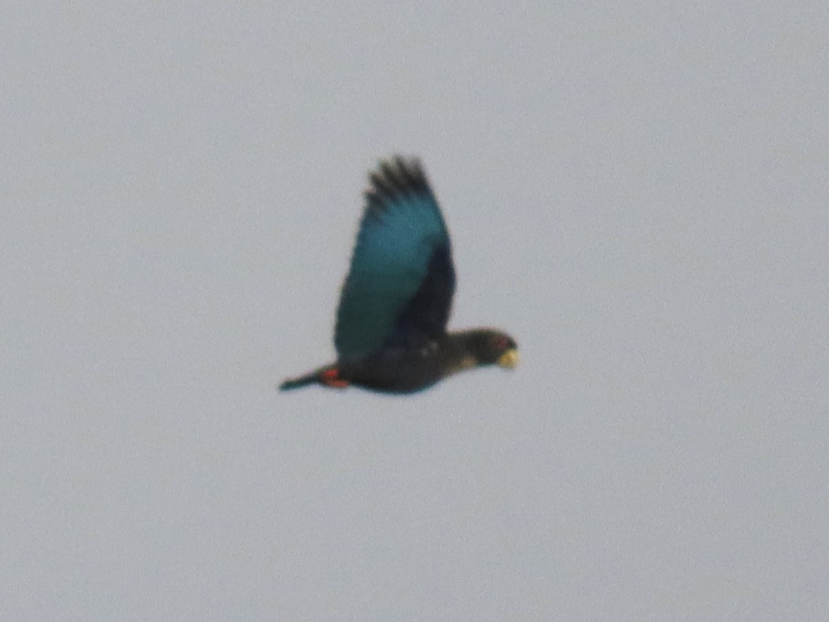 Bronze-winged Parrot - ML637325558