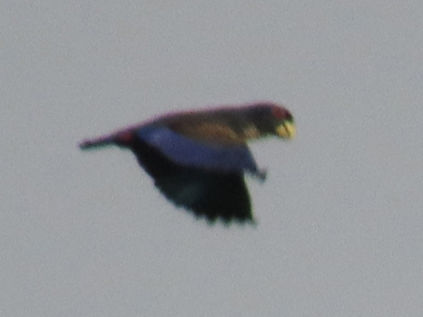Bronze-winged Parrot - ML637325559