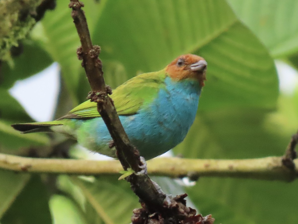 Bay-headed Tanager - ML637325598
