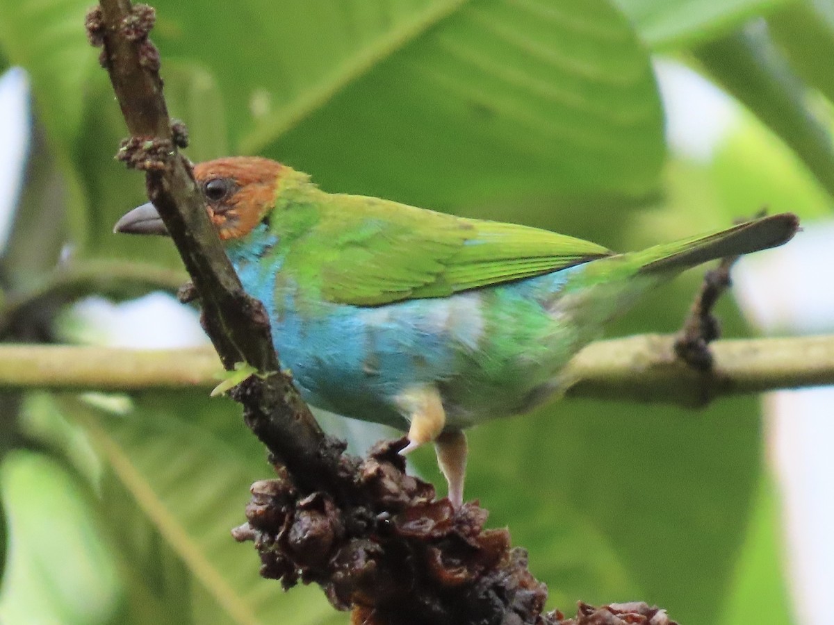 Bay-headed Tanager - ML637325599