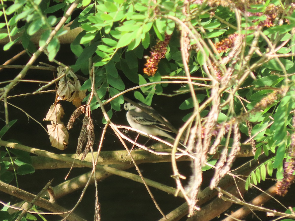 ハクセキレイ - ML637325616