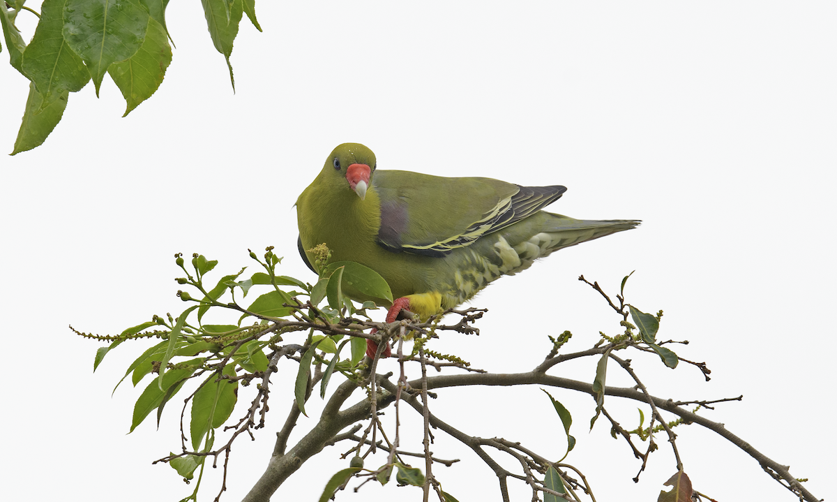 African Green-Pigeon - ML637325630