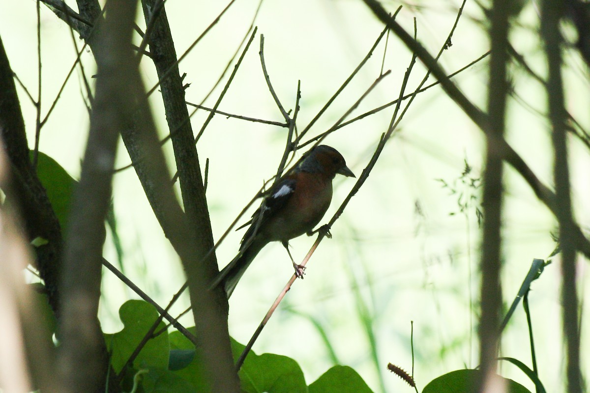 ズアオアトリ - ML637325633