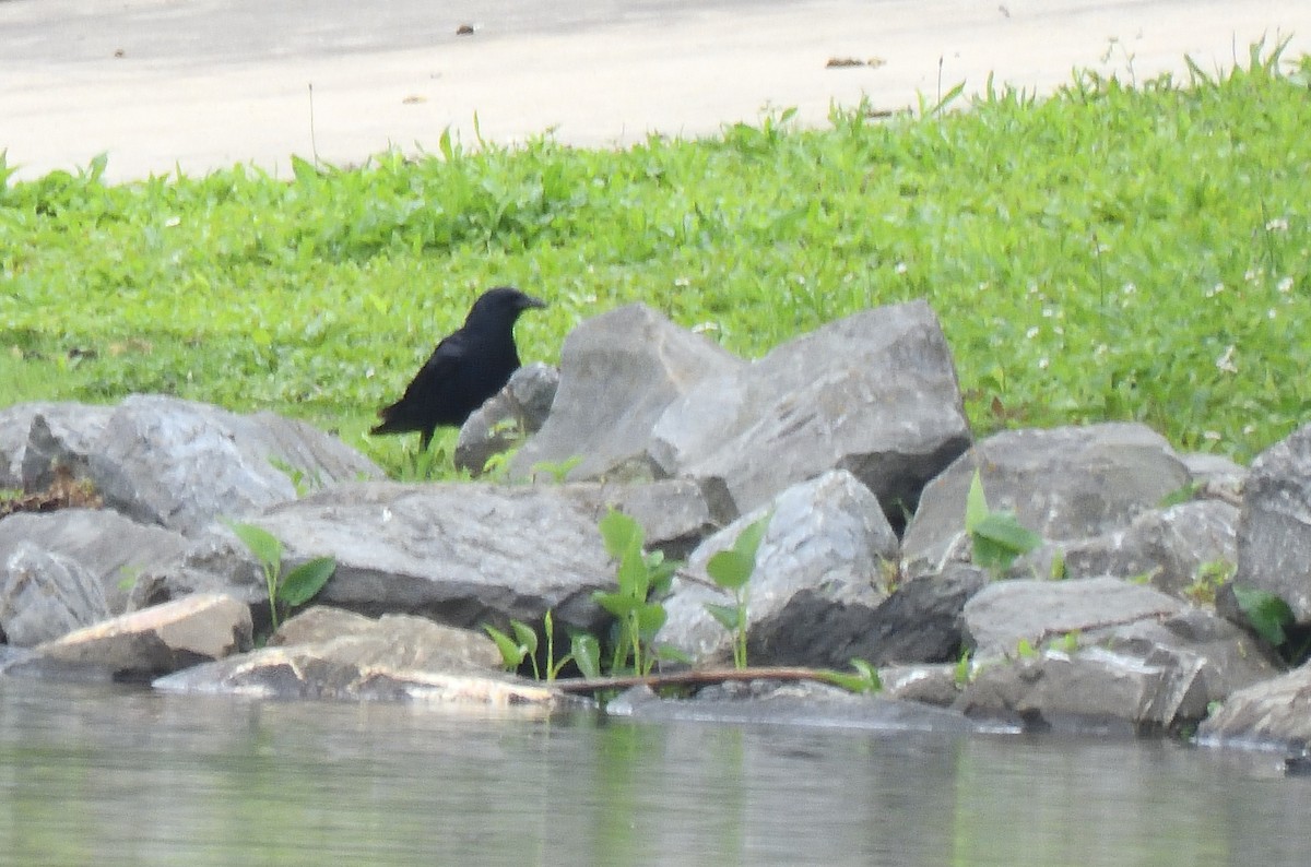 Fish Crow - ML637325640