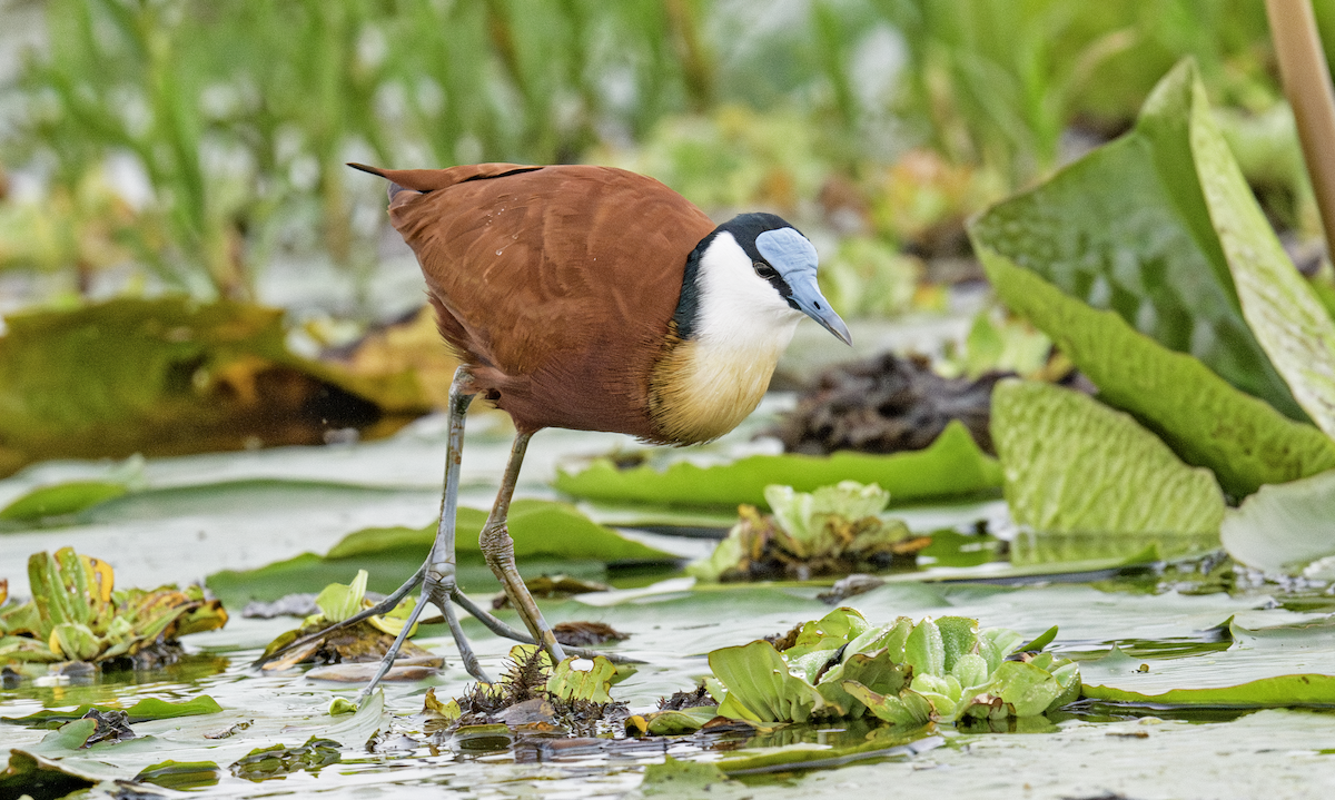 African Jacana - ML637325651