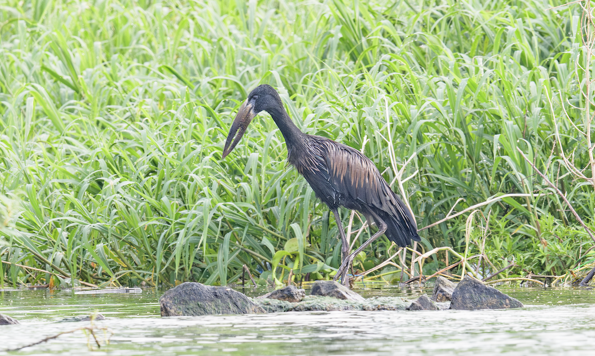 African Openbill - ML637325660