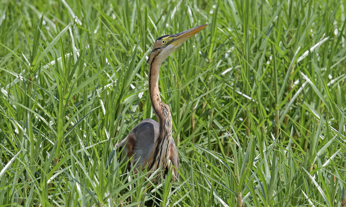 Purple Heron - ML637325684