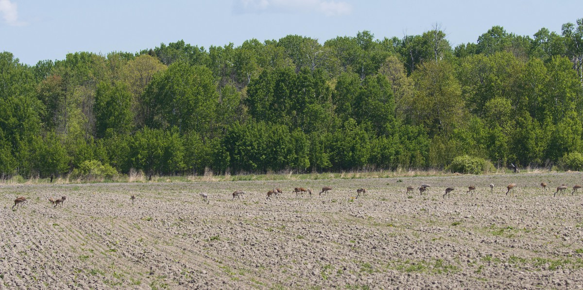 Grue du Canada - ML637325693