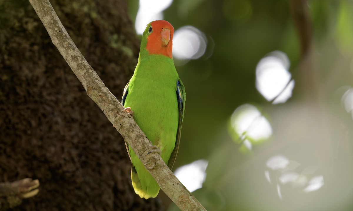 Red-headed Lovebird - ML637325731