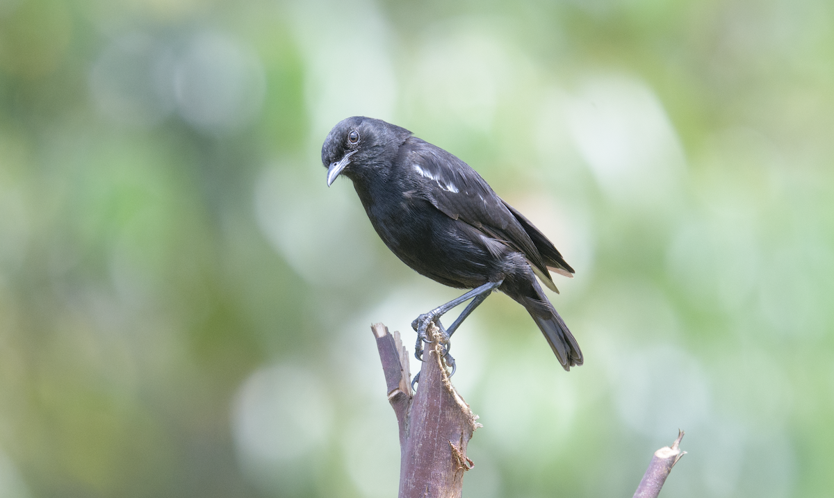 Sooty Chat - ML637325751