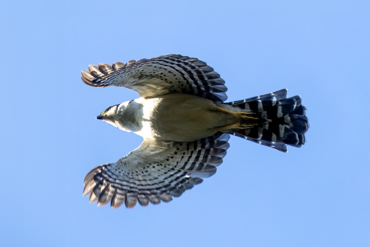 Collared Forest-Falcon - ML637325752