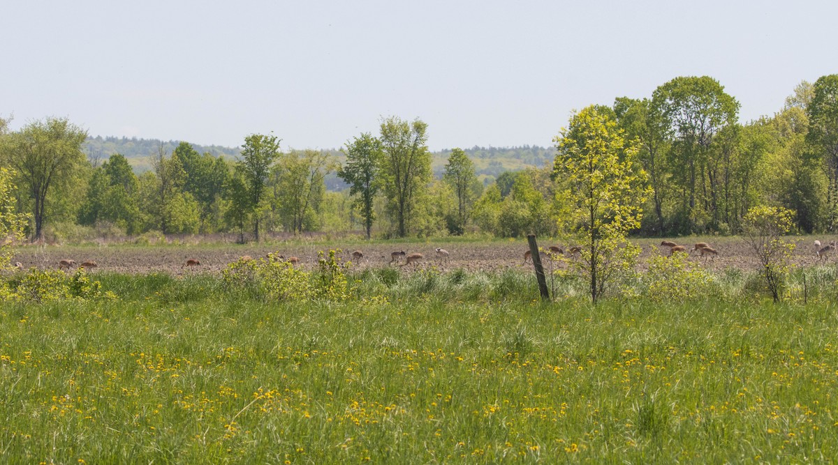 Grue du Canada - ML637325755