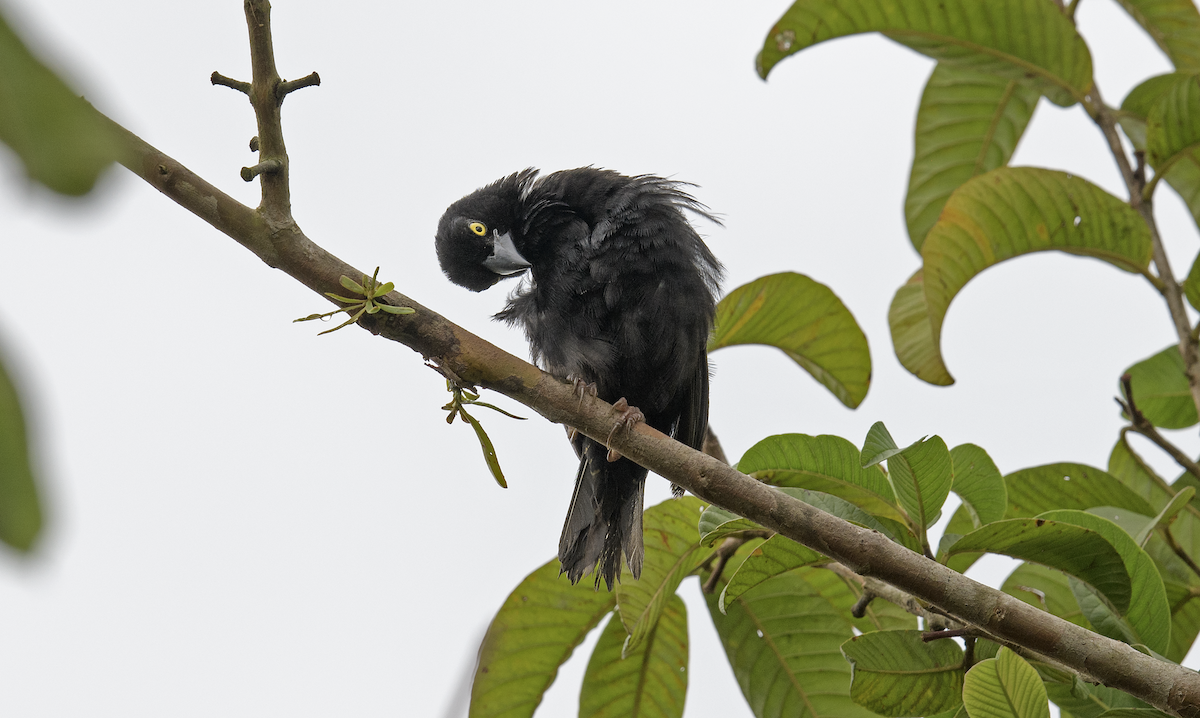 Vieillot's Black Weaver - ML637325757