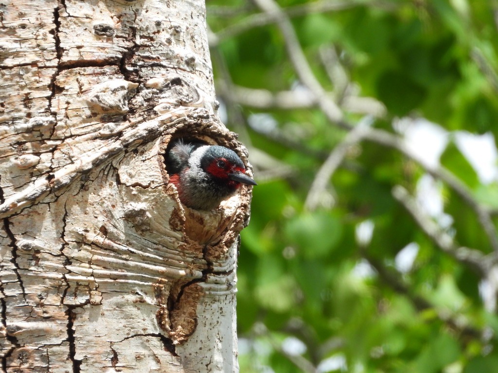 Lewis's Woodpecker - ML637325759