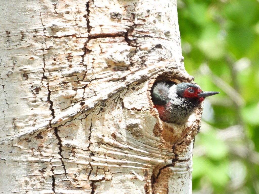 Lewis's Woodpecker - ML637325765