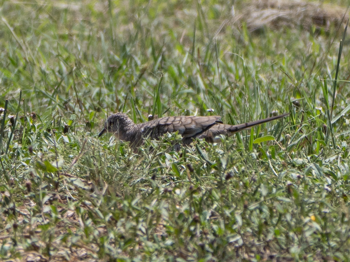 Inkatäubchen - ML637325766