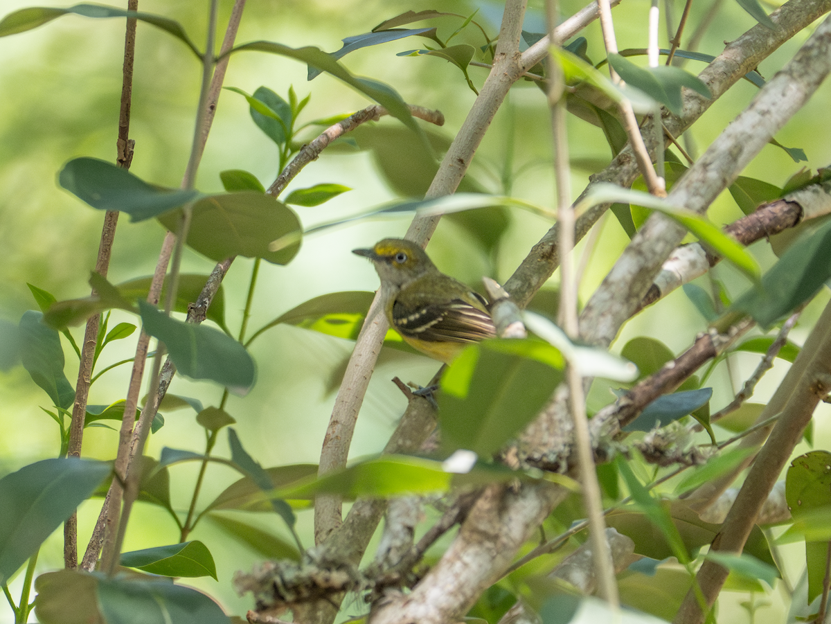 Weißaugenvireo - ML637325768