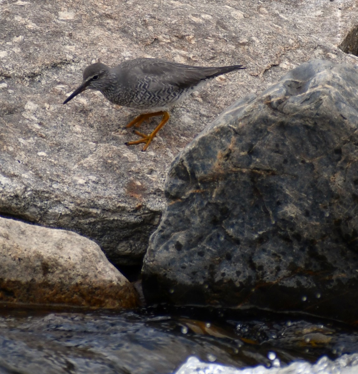 Wandering Tattler - ML637325811