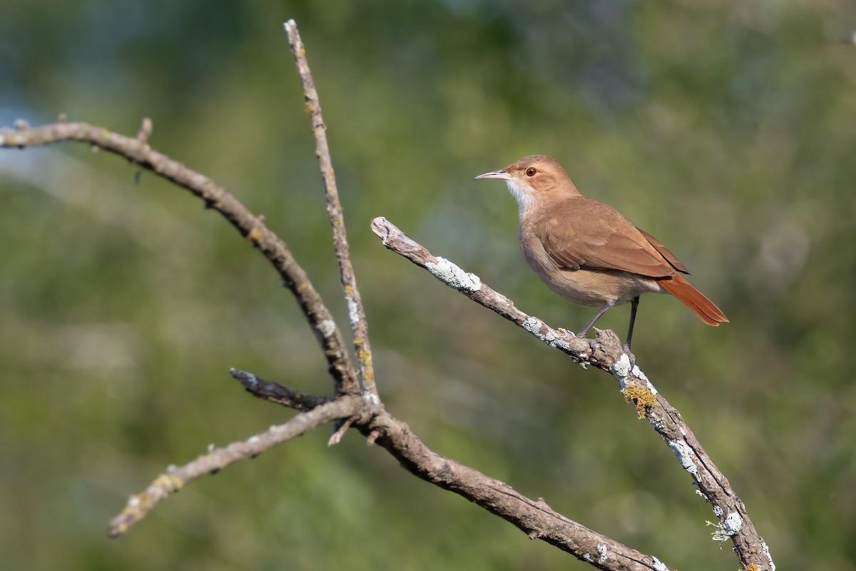 Rufous Hornero - ML637325940