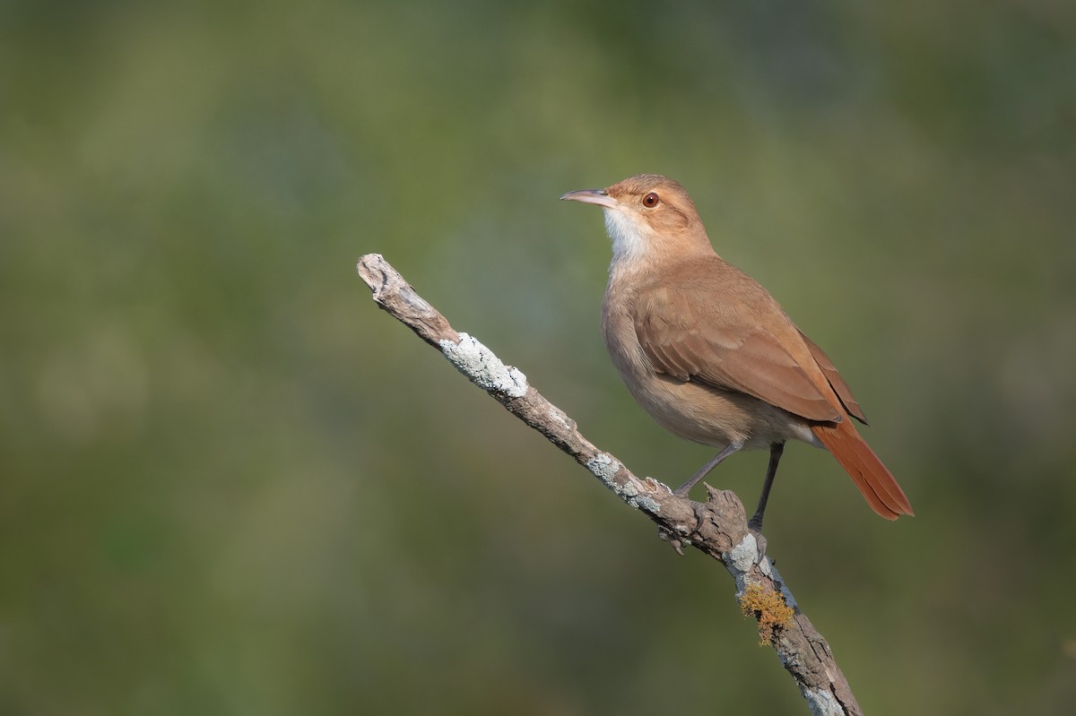 Rufous Hornero - ML637325941