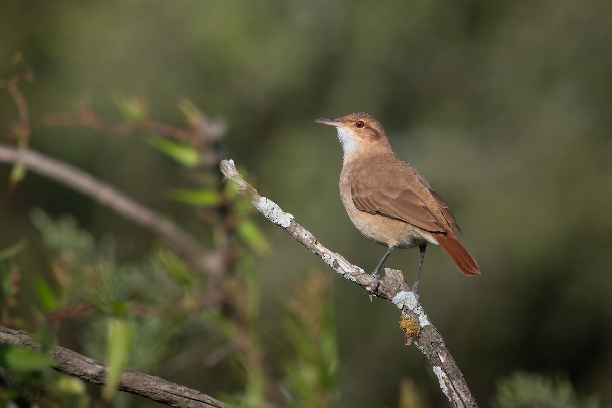 Rufous Hornero - ML637325942