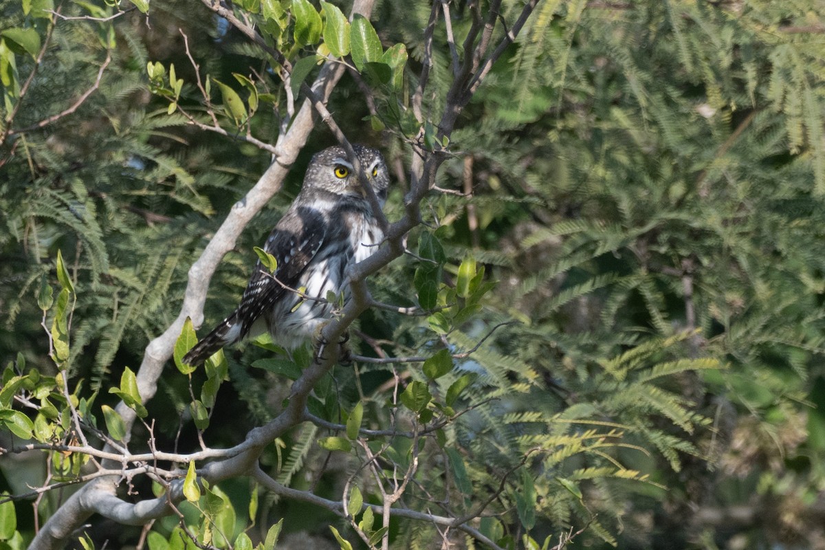 Ferruginous Pygmy-Owl - ML637325950