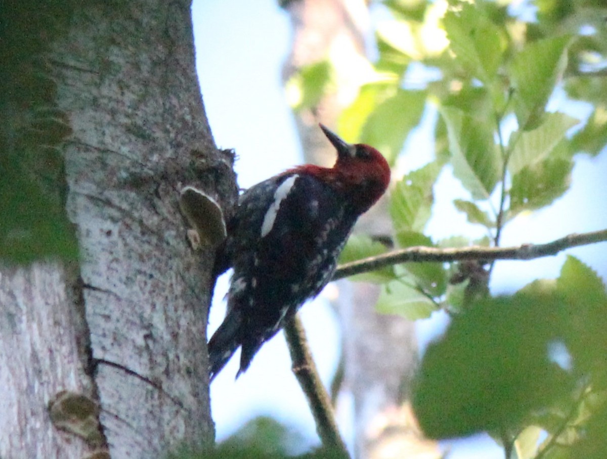 Red-breasted Sapsucker (ruber) - ML637325960