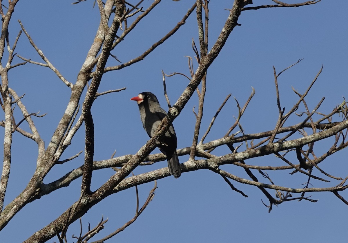 White-fronted Nunbird (White-fronted) - ML637325973