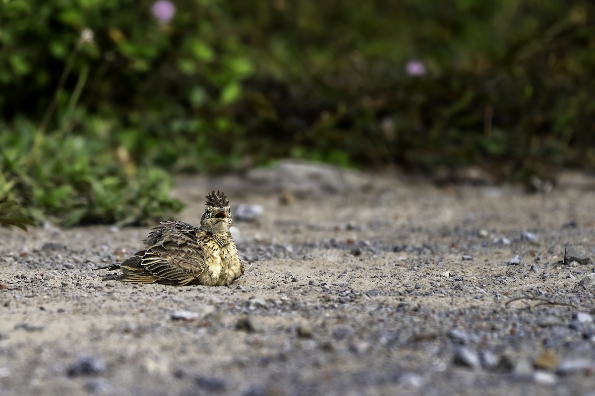 Oriental Skylark - ML637325989