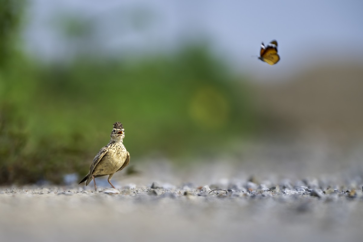 Oriental Skylark - ML637325990