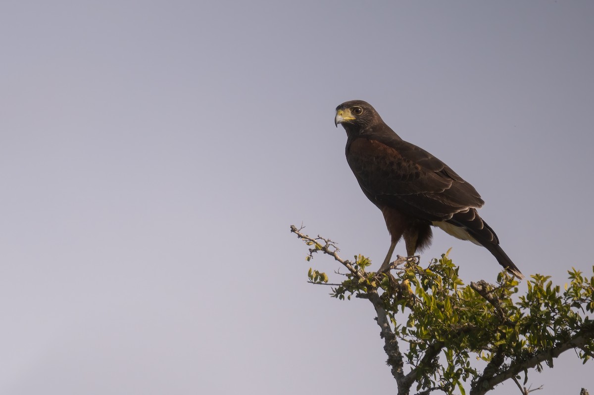 Harris's Hawk - ML637326000