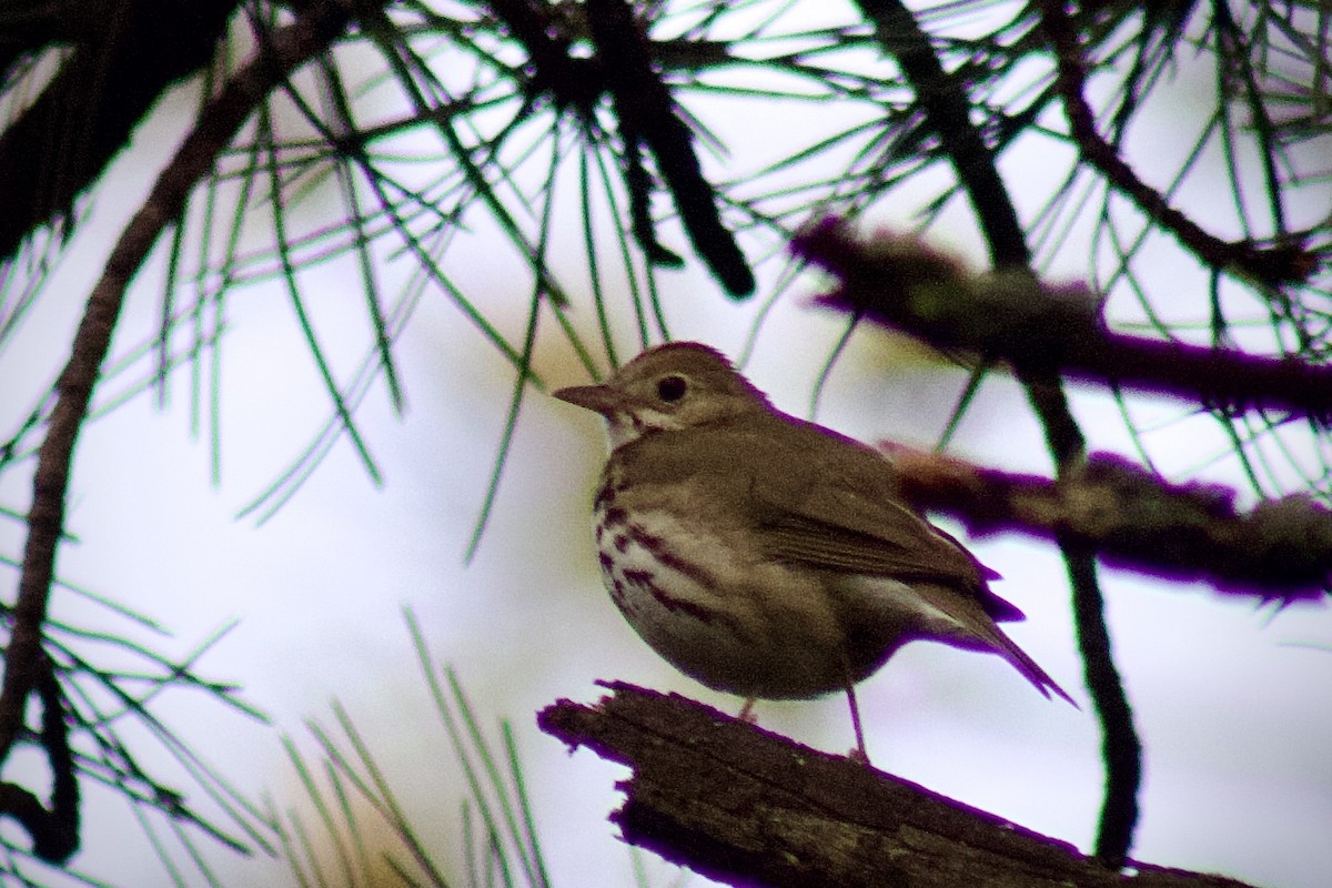 Ovenbird - ML637326001