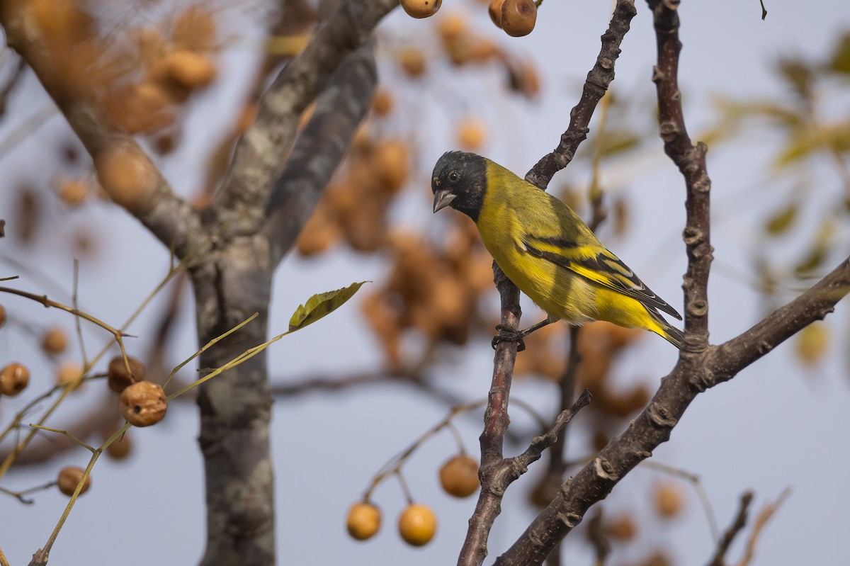 Hooded Siskin - ML637326011
