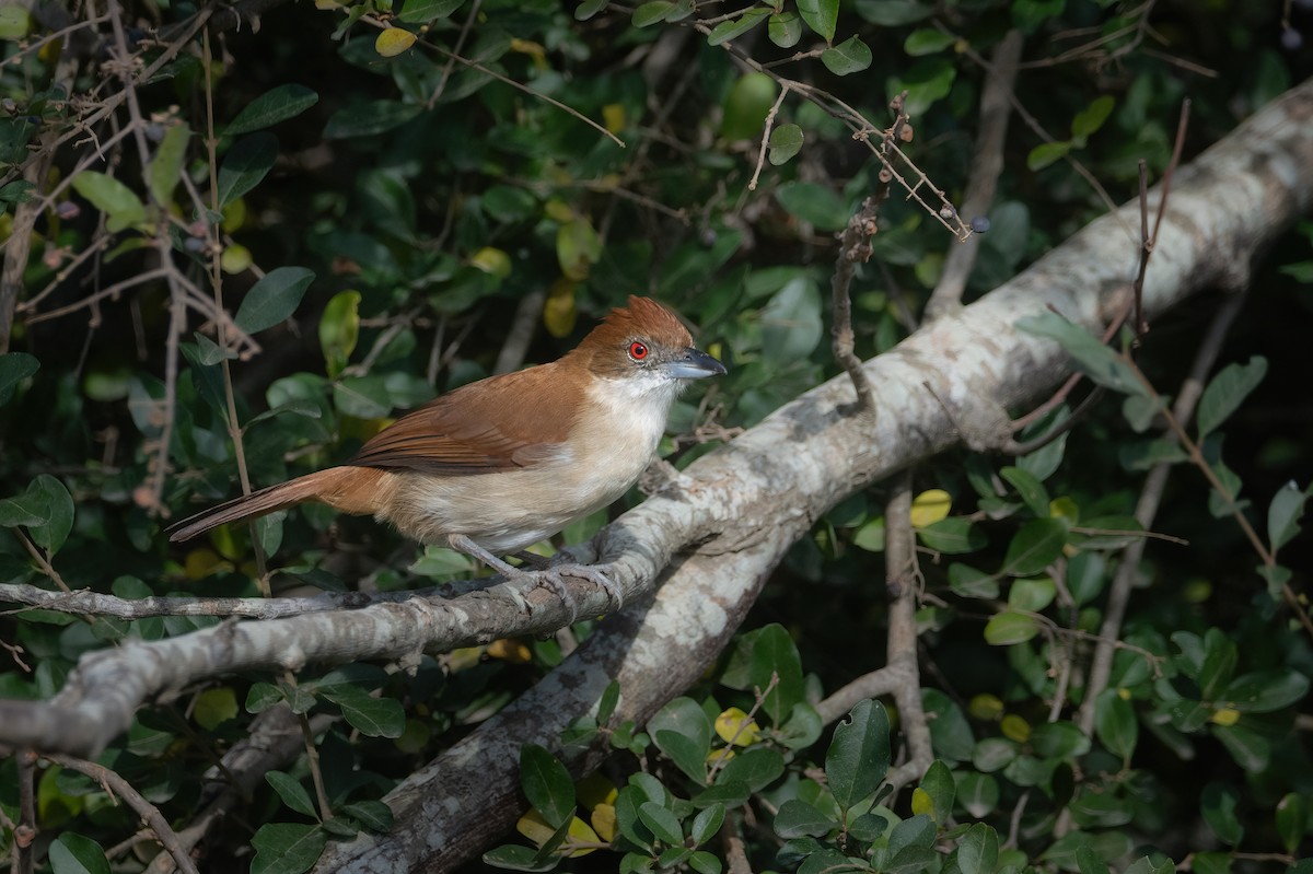 Great Antshrike - ML637326018