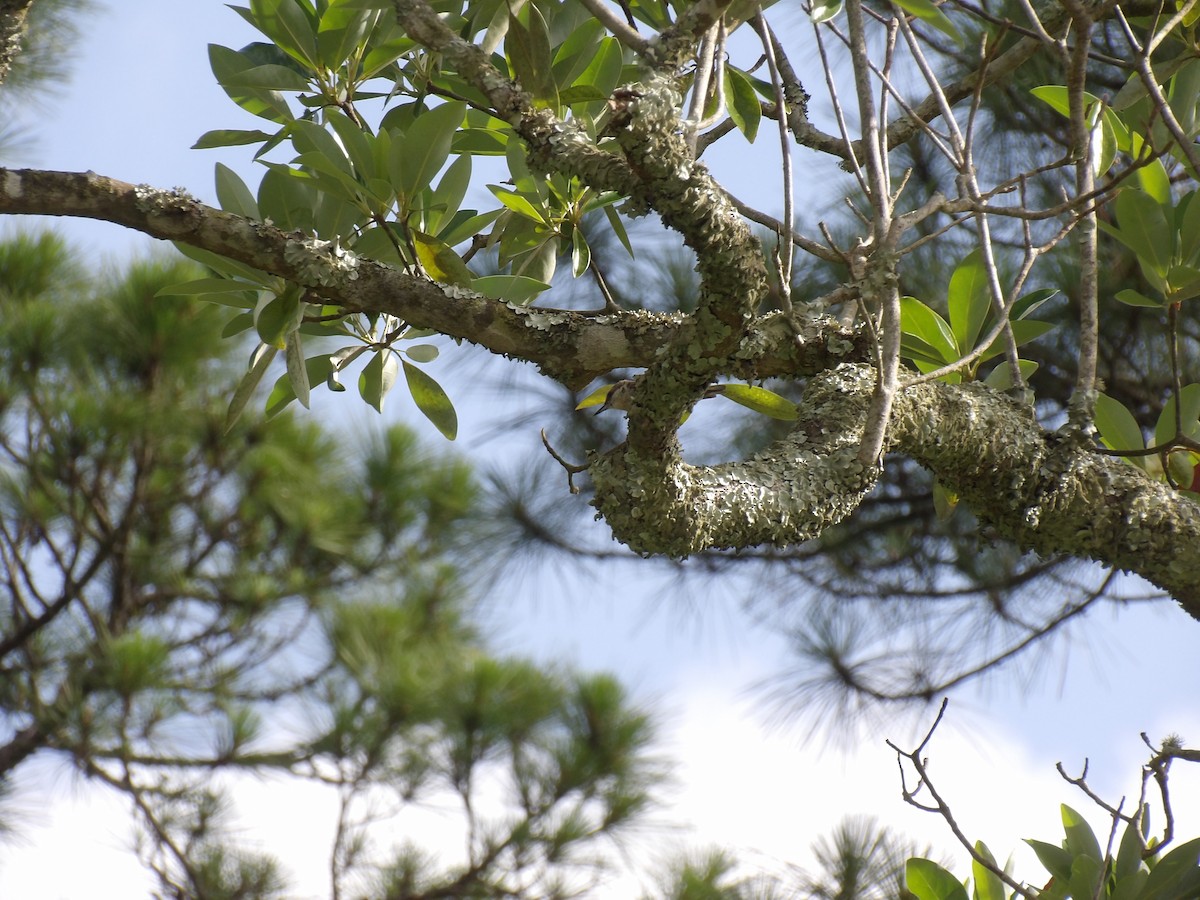 Brown-headed Nuthatch - ML637326020