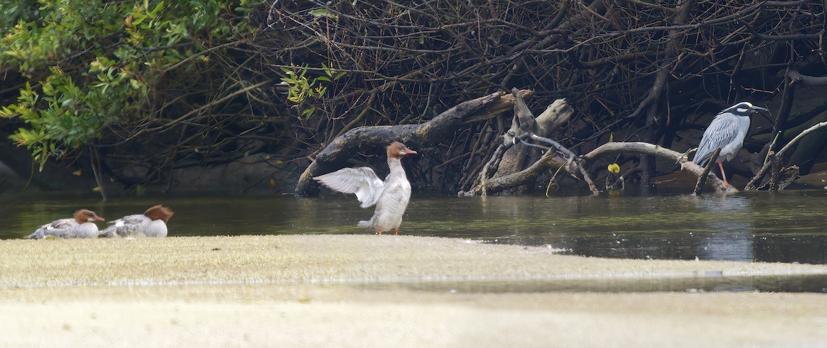 Common Merganser - ML637326027