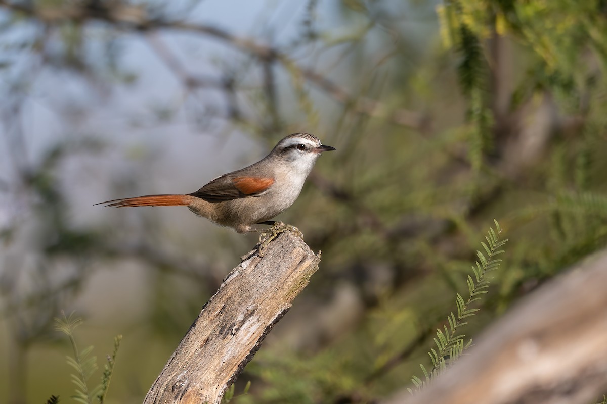 Stripe-crowned Spinetail - ML637326028