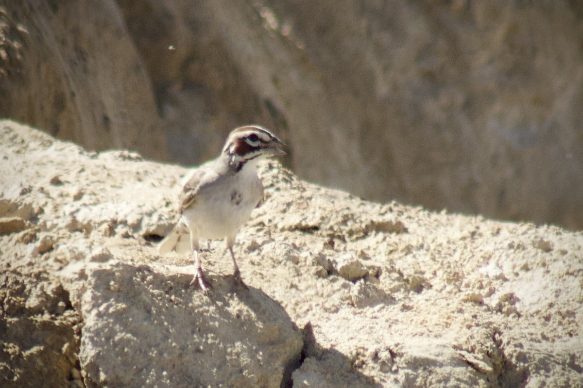 Lark Sparrow - ML637326034