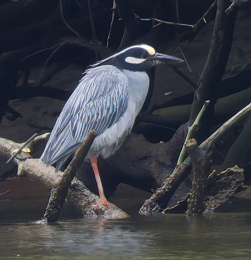 Yellow-crowned Night Heron - ML637326038