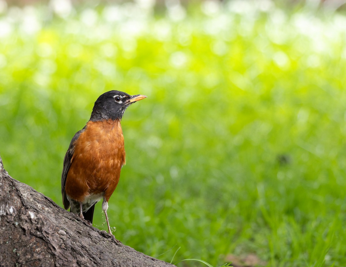 American Robin - ML637326086
